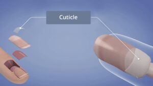 Cuticle