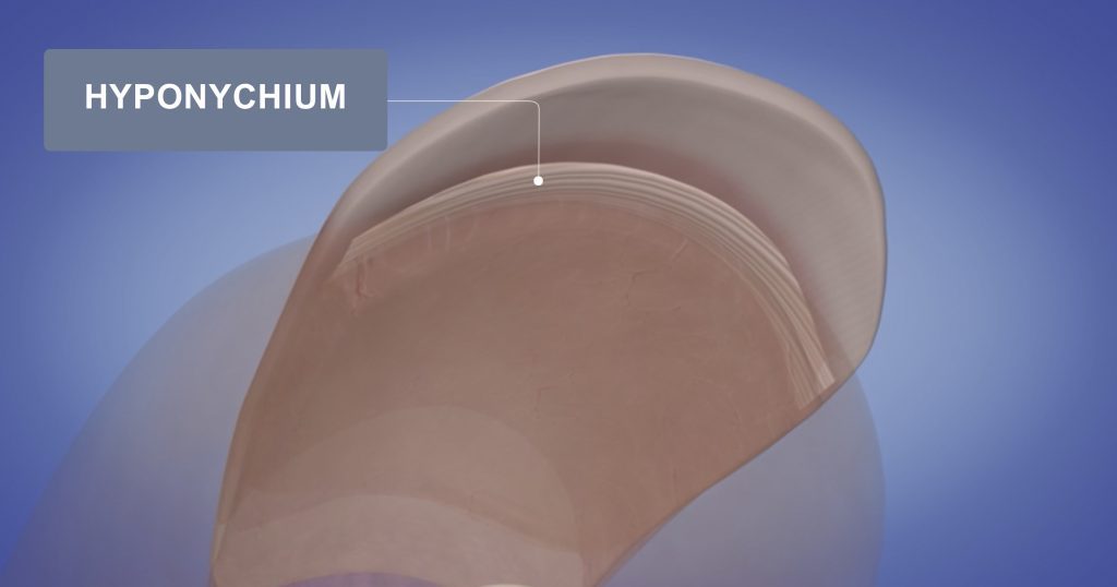 The Hyponychium