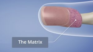 The Nail Matrix within the Nail Unit
