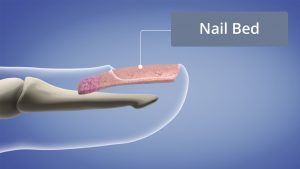 Nail Bed