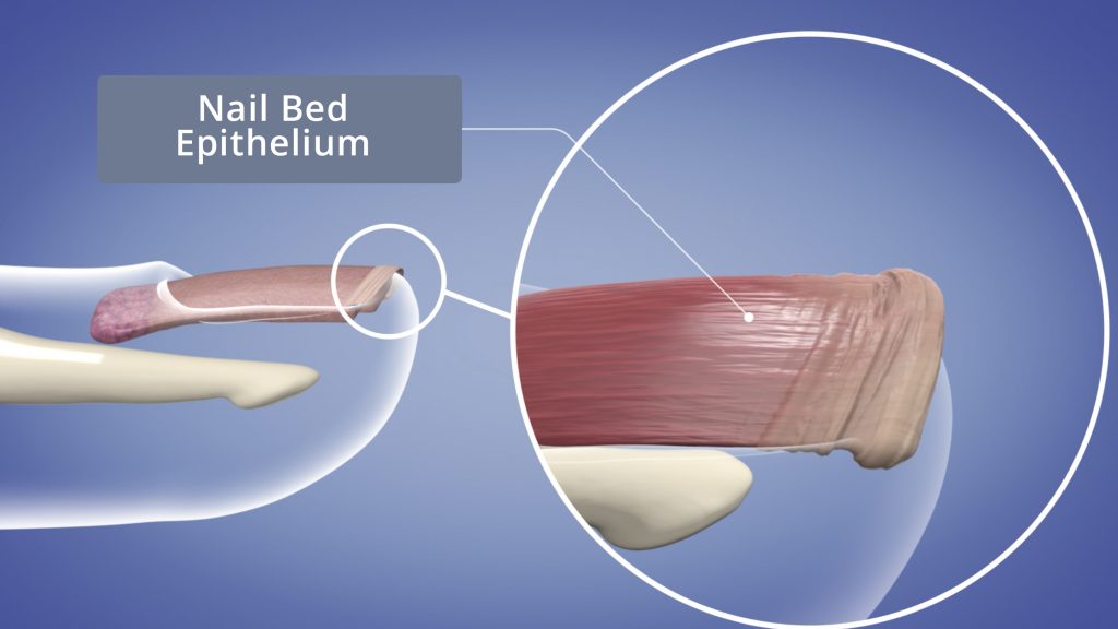 Nail Bed Epithelium