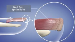 Nail Bed Epithelium