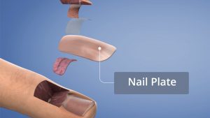 Nail Plate