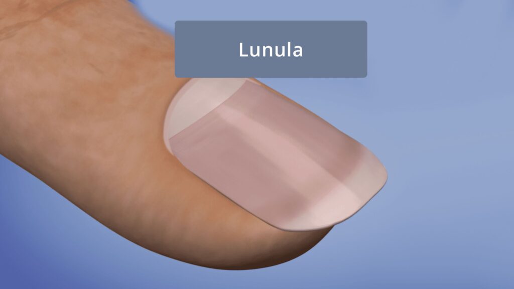 Lunula