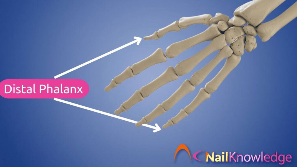 Distal Phalanx
