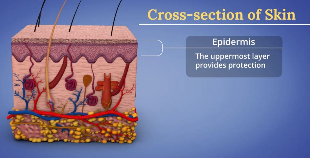 epidermis