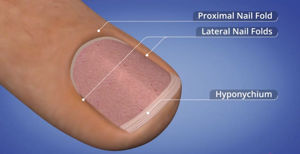 The Nail Seals of the nail unit