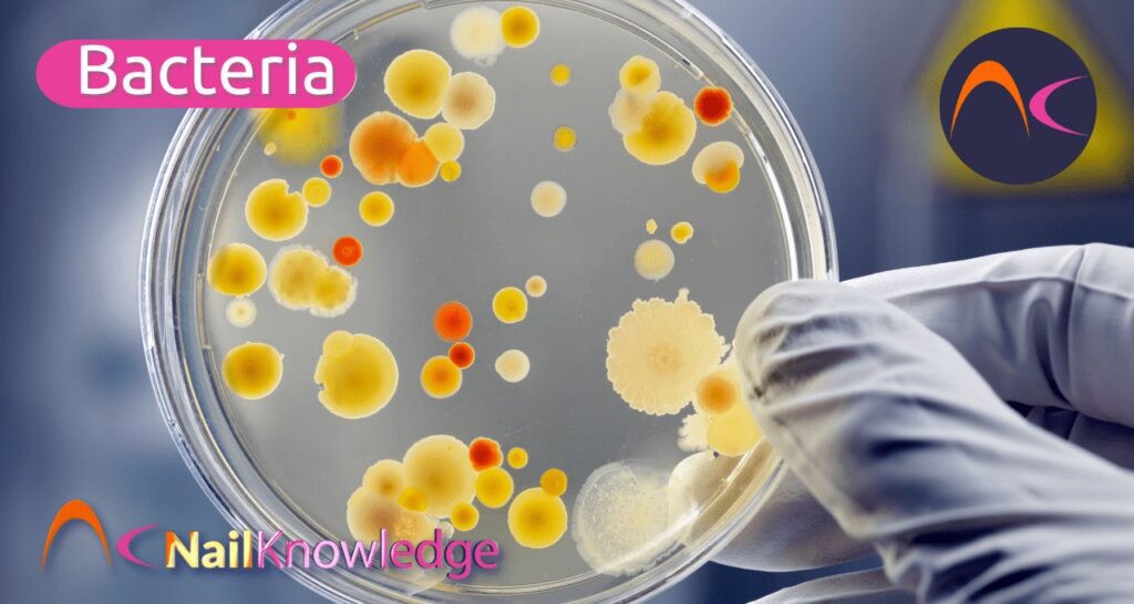 Bacteria