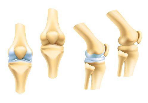 cartilage
