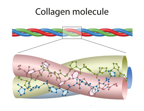 Collagen molecule