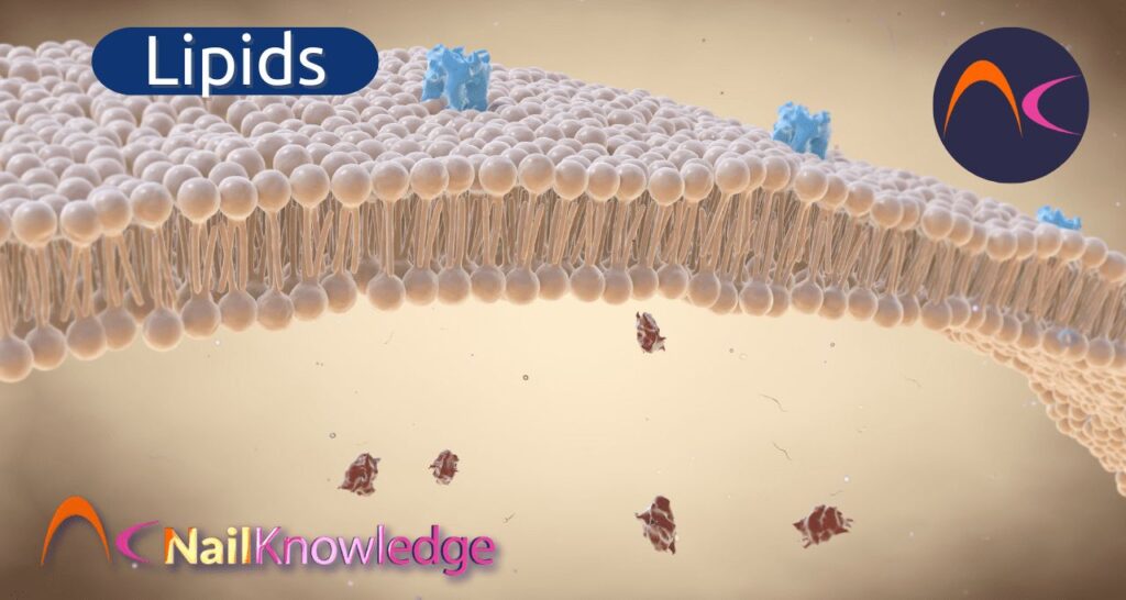 Lipids