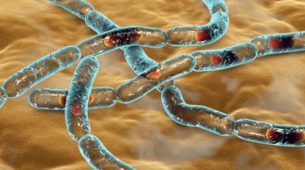 Anthrax bacteria, computer illustration. Anthrax bacteria (Bacillus anthracis) are the cause of the disease anthrax in humans and livestock. They are Gram-positive spore producing bacteria arranged in chains (streptobacilli). Many cells have a central spore (dark orange).