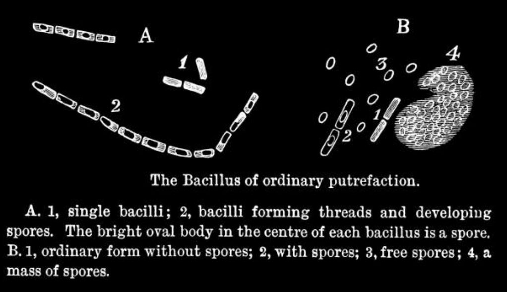 Old engraved illustration of the Bacillus of ordinary putrefaction